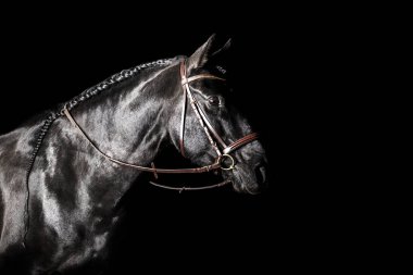 Black PRE (andalusian) horse portrait in brown classic leather bridle with reigns isolated on black background.