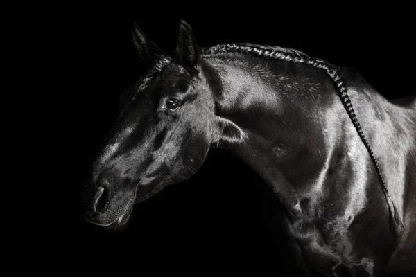 Black PRE (andalucian) horse portrait with long plated mane in freedom isolated on black background with copy space.