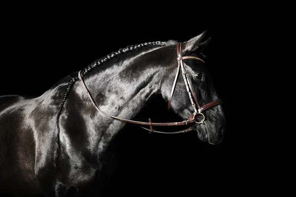 Black PRE (andalusian) horse portrait in brown classic leather bridle with reigns isolated on black background.