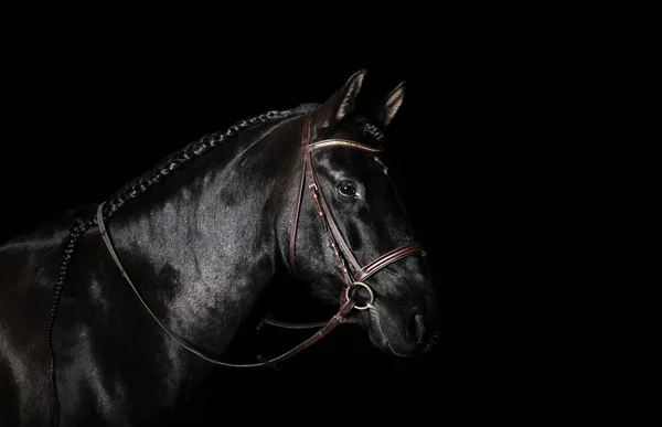 Black PRE (andalusian) horse portrait in brown classic leather bridle with reigns isolated on black background.