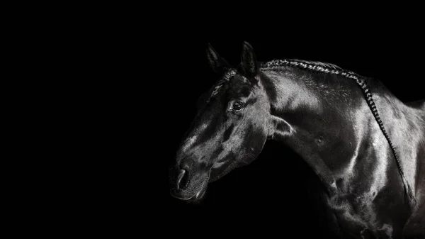 Preto Pre Andaluz Retrato Cavalo Com Crina Longa Banhado Liberdade — Fotografia de Stock
