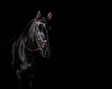 Black PRE (andalusian) horse portrait in brown classic leather bridle with reigns isolated on black background.