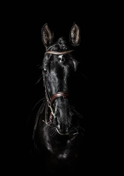 Black PRE (andalusian) horse portrait in brown classic leather bridle with reigns isolated on black background.