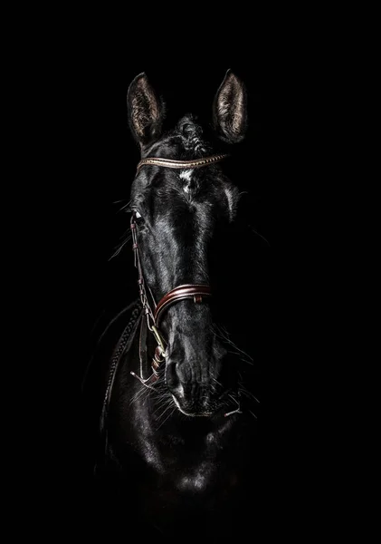 Schwarzes Pre Andalusischen Pferd Porträt Braunem Klassischen Lederzaum Mit Herrschaften — Stockfoto