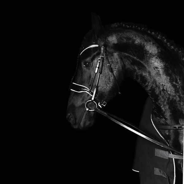 Cavallo Friesiano Razza Nera Briglia Dressage Nera Isolato Sfondo Nero — Foto Stock