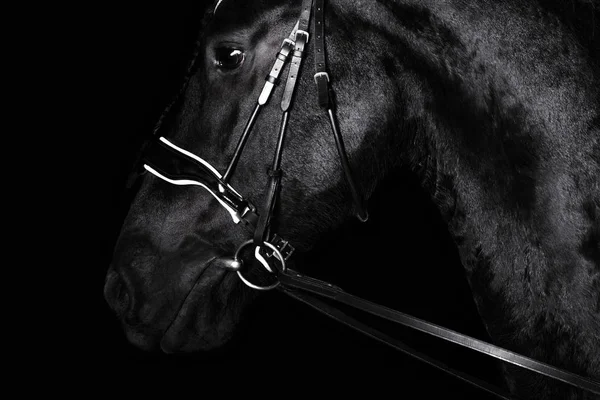 Чёрная Чистокровная Фризская Лошадь Чёрной Уздечке Немного Изолирована Чёрном Фоне — стоковое фото