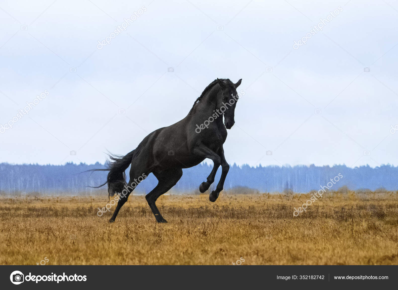 Ngựa đực đang đứng cao với thân hình vạm vỡ và cánh tay khỏe khoắn. Hãy xem hình ảnh để ngắm nhìn khung cảnh đẹp và được ngắm nhìn ngựa đạp thế này.