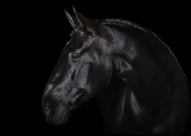 Black PRE (andalucian) horse portrait with long plated mane in freedom isolated on black background with copy space. Banner. clipart