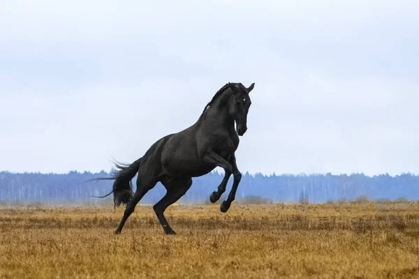 背景に青空が広がる黄色の畑で飼育されている黒アンダルシア の種牡馬 — ストック写真