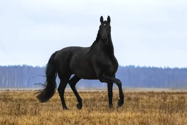 Siyah Endülüs aygırı (P.R.E) arka planda mavi gökyüzü olan sarı bir tarlada koşuyor. Hayvanlar hareket halinde.
