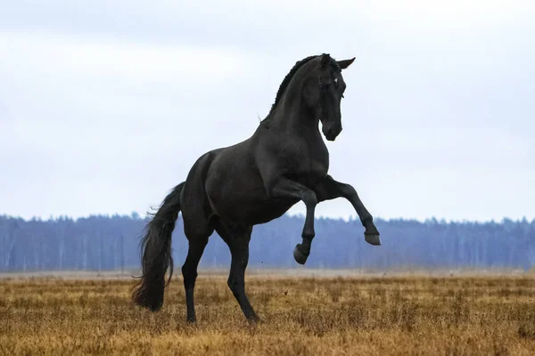 Siyah Endülüs aygırı, arka planda mavi gökyüzü olan sarı bir alanda yükseliyor. Hayvanlar hareket halinde.