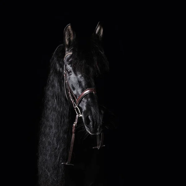Black PRE (andalusian) horse portrait in brown classic leather bridle with reigns isolated on black background.