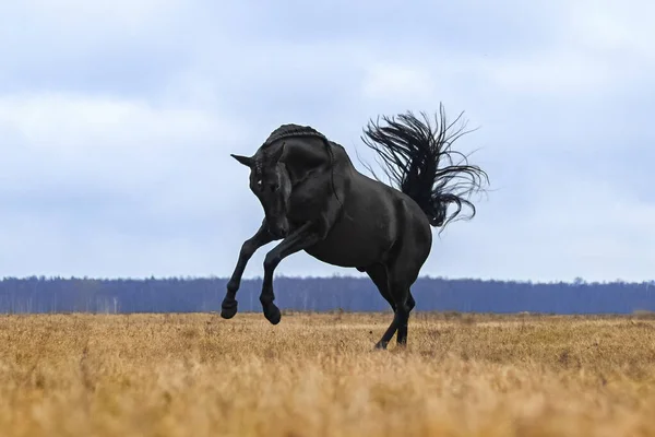 Black Andalusian Stallion Galloping Yellow Field Blue Sky Background Animal — Stock Photo, Image