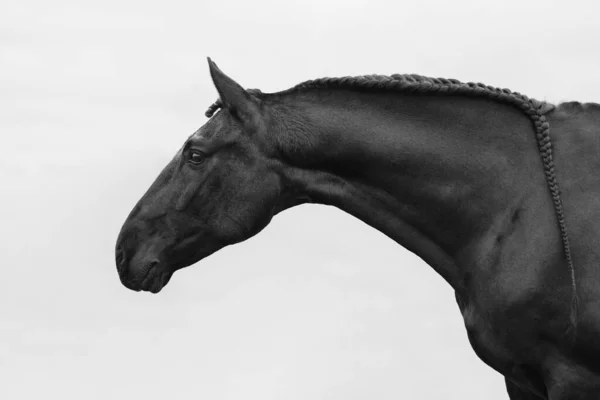 Kuda Hitam Andalusian Berdiri Dengan Surai Berlapis Berdiri Samping Lapangan — Stok Foto