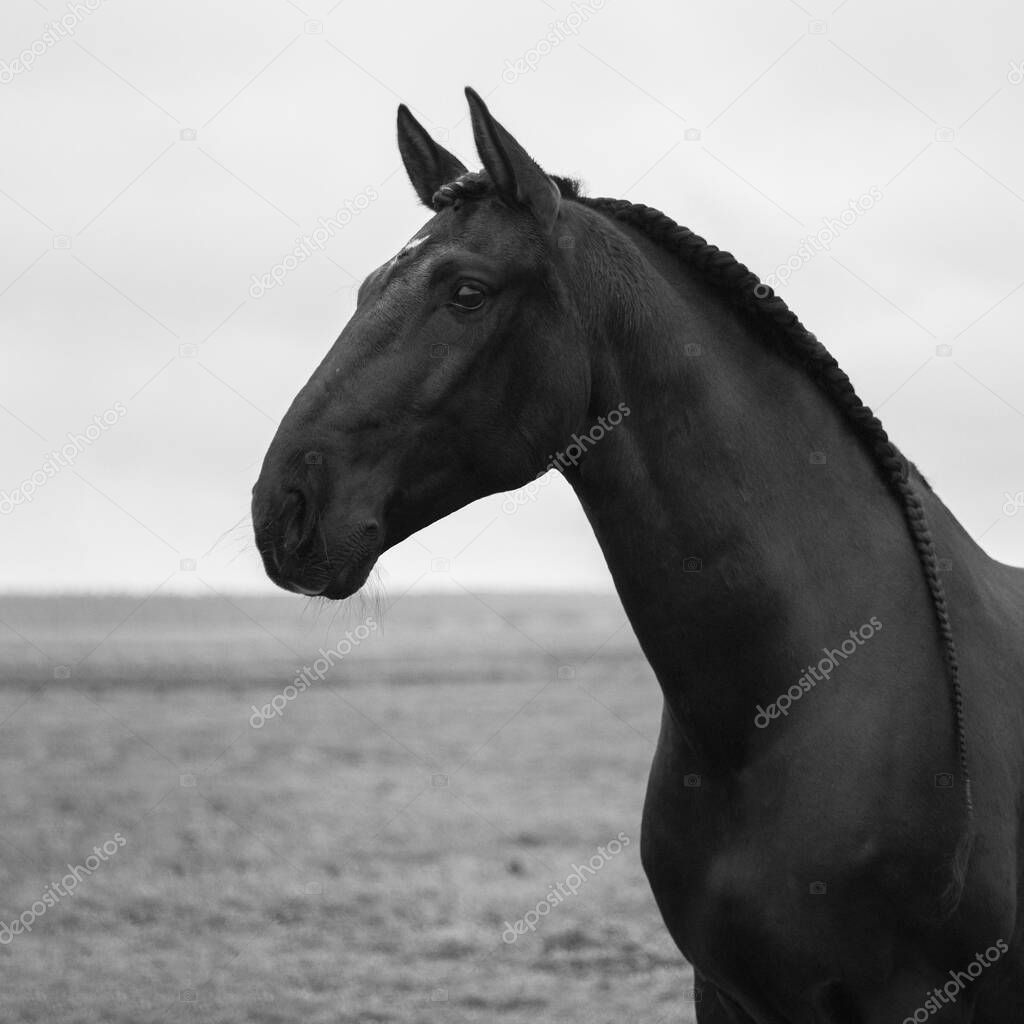Black andalusian (P.R.E) horse standing with plated mane standing sideways in the field with gloomy sky. Animal black and white portrait.