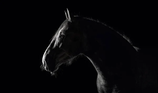 Silhouette Cheval Andalou Dans Lumière Basse Sur Fond Noir Portrait — Photo