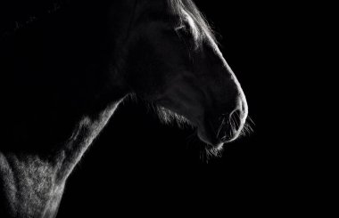 Siyah arka planda düşük ışıkta Endülüs at silueti. Metin için alanı olan hayvan portresi.