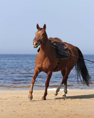 Chestnut horse with brown leather saddle and cavesson trotting on the lunge. clipart