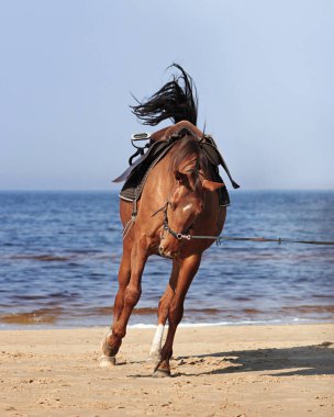 Chestnut horse with brown leather saddle and cavesson playing on canter. clipart