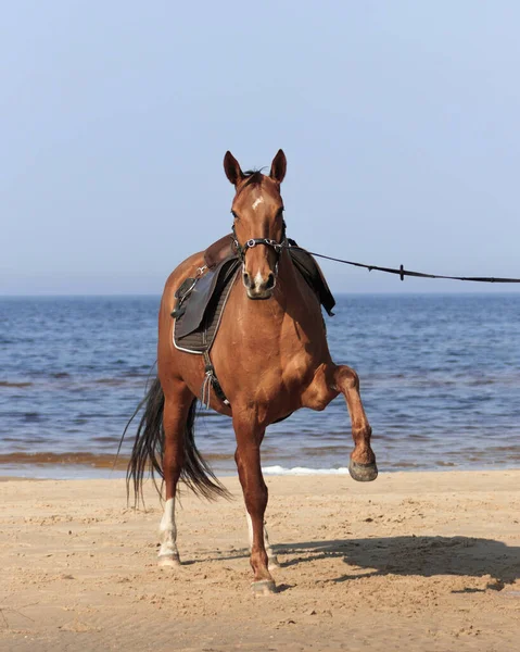 茶色い革の鞍と空気中で前脚を保持キャベストンと栗の馬 — ストック写真