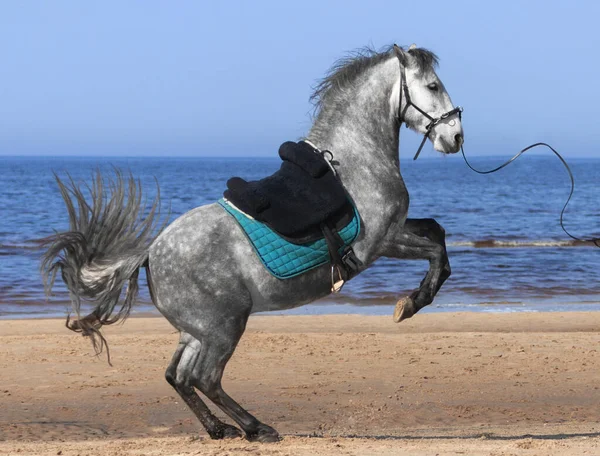 Benekli gri Endülüs atı yaz günü eyerin üstünde dikiliyor.. 