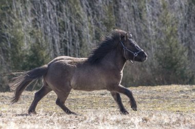 Grullo renkli midilli tarlada koşuyor..