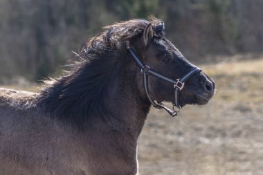 Grullo renkli midilli tarlada koşuyor..