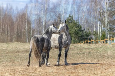 Güneşli bir bahar günü çayırda iki gri ata rastladım.. 