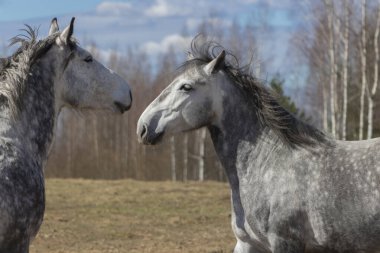 Acquaintance of two grey horses in the pasture on sunny spring day.  clipart