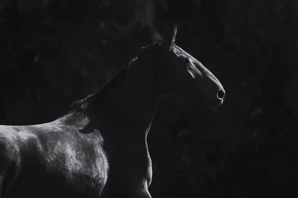 Pferdeseitenporträt Vor Dunklem Hintergrund Schwarz Weiß — Stockfoto