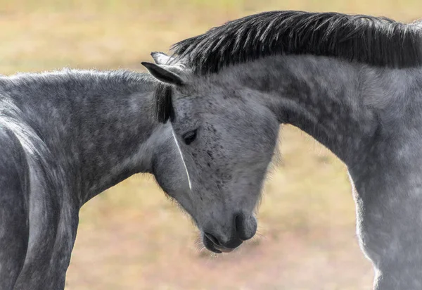 İki gri at birbirlerine burunlarıyla dokunuyorlar. Boyunlarını kalp şeklinde büküyorlar. Bulanık yeşil-sarı arka planda..