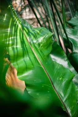 Muz yaprağı ışık ışınlarıyla kaplanır.. 