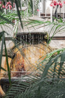 Botanik bahçesinde, tropik palmiye yaprakları ve çiçeklerle çevrili küçük kapalı bir şelale..