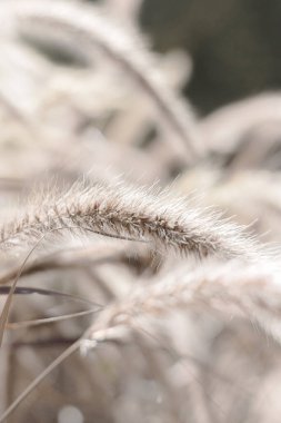 Yumuşak yulaf gibi bir bitki apeksi. Bulanık botanik doğal arka plan.