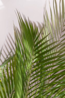 Tropik bitki yaprakları yumuşak pastel pembe ton arka planına karşı.