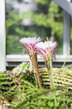 Botanik bahçesinde kırmızı ve beyaz çiçekli çiçek açan kaktüsler..