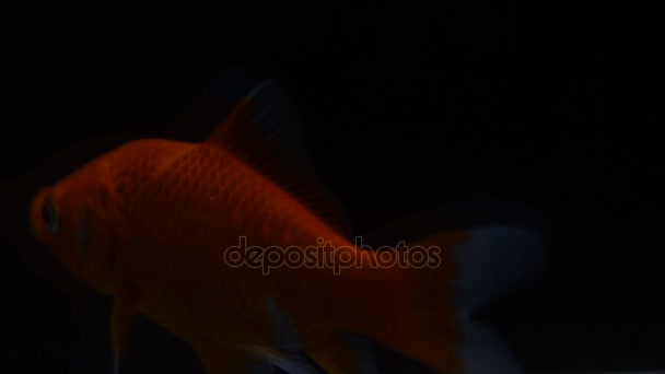 Goldfish isolated on black background — Stock Video