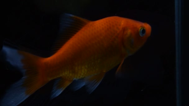 Goldfish isolado no fundo preto — Vídeo de Stock