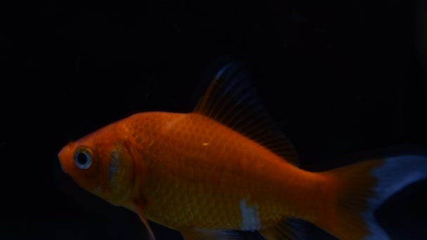 Goldfish isolated on black background — Stock Video