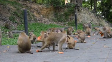 Maymun bir şeyler park'ye