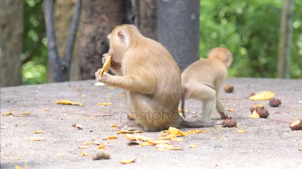 Mono comer algo en el parque — Vídeos de Stock