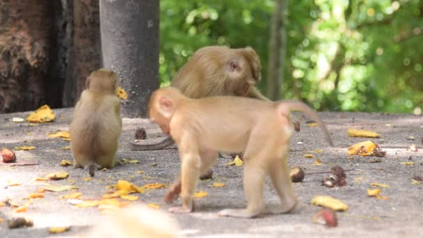 Macaco comer algo no parque — Vídeo de Stock