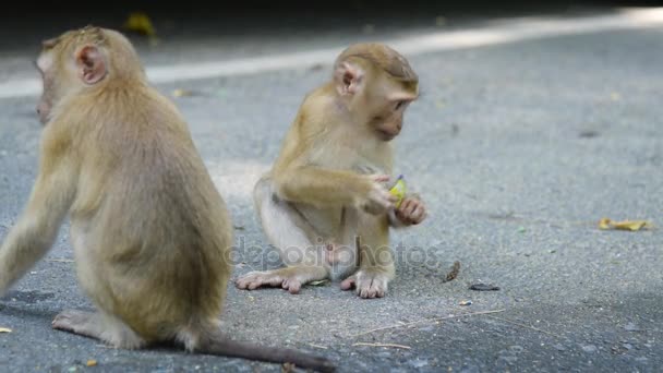 Mono comer algo en el parque — Vídeos de Stock