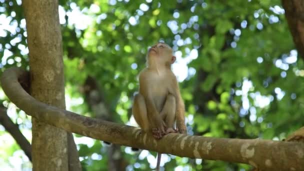 Monyet makan sesuatu di taman. — Stok Video