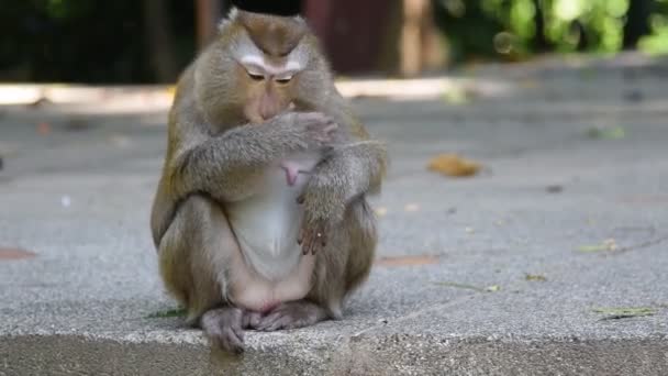 Małpa coś zjeść w parku — Wideo stockowe