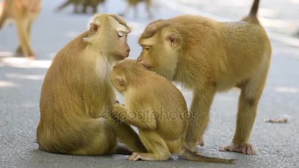 Singe manger quelque chose dans le parc — Video