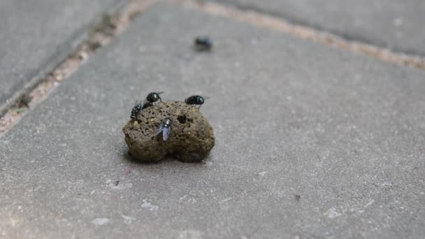 Les mouches se rassemblent à la merde du chien — Video