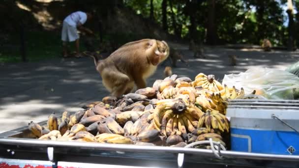 Macaco comer algo no parque — Vídeo de Stock