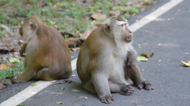 Maymun bir şeyler park'ye