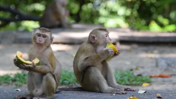 Macaco comer algo no parque — Vídeo de Stock